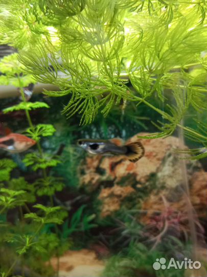 Аквариумные рыбки гуппи,меченосцы, растения