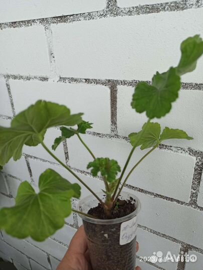 Ю Лариса Огудалова