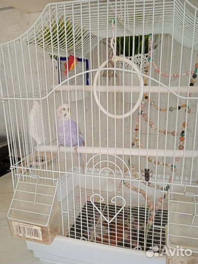 Волнистый попугай с клеткой