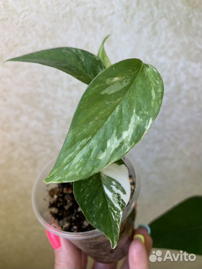 Эпипремнумы