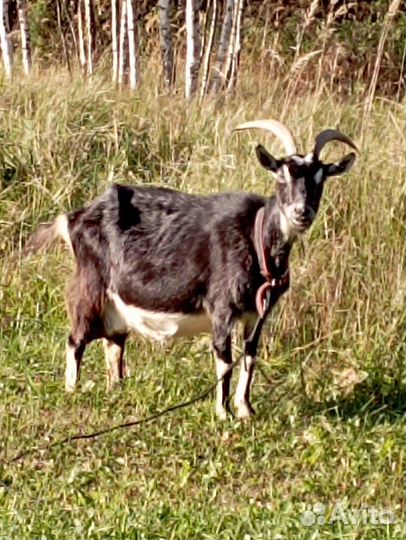 Коза дойная