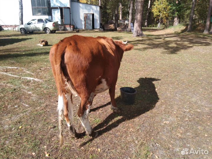 Корова телка