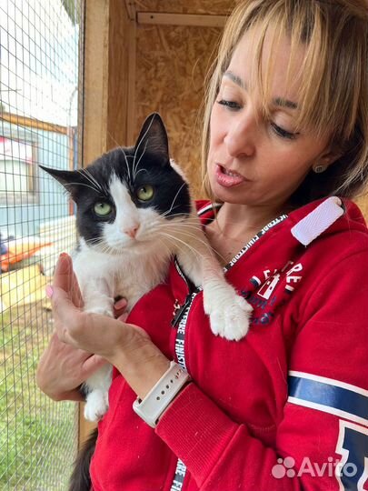 Кошка в дар бесплатно