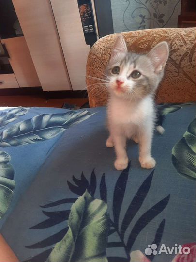 Котенок мальчик бесплатно в дар