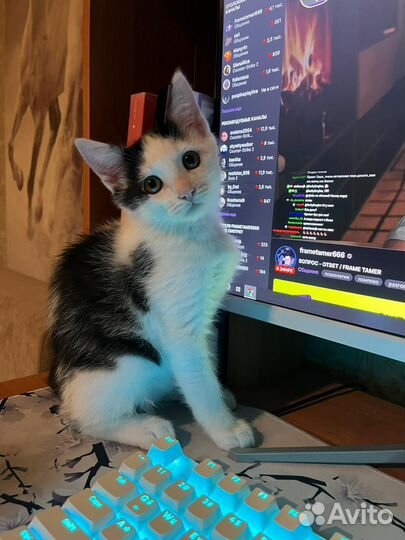 Кошка в дар