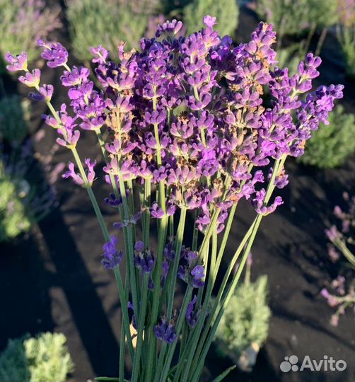 Лаванда срез