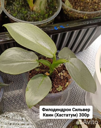 Филодендроны, монстеры, эпипремнумы, алоказии