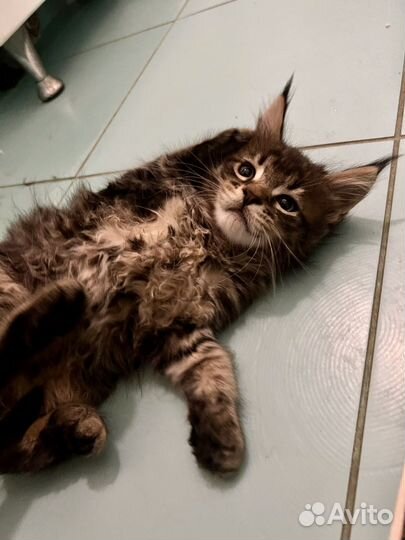 Мейн-кун мальчик