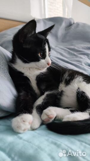 Отдам котёнка
