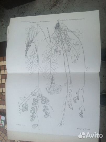 Редкие антикварные книги, 1904 год