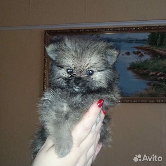 Щенки шпица