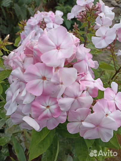 Флоксы 4 вида