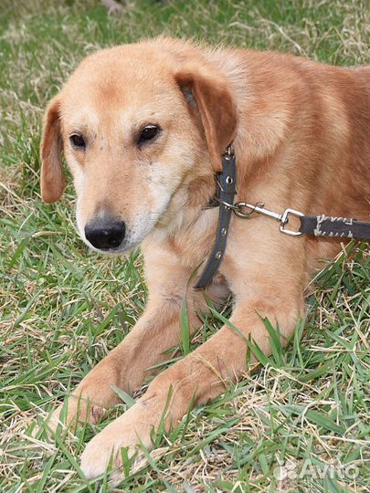 Собака в дар