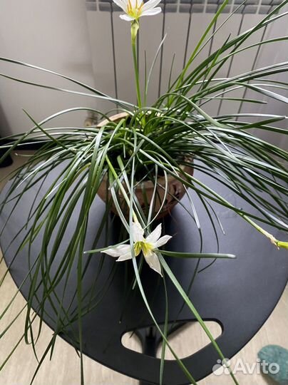 Зефирантес белый