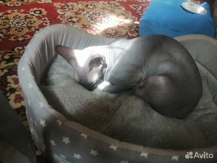Донской сфинкс котята
