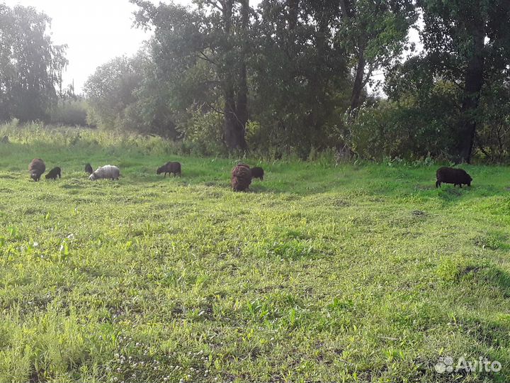 Овцы бараны ягнята