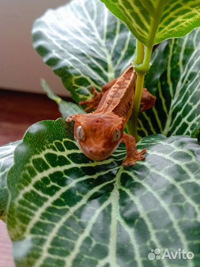 Реснитчатый бананоед