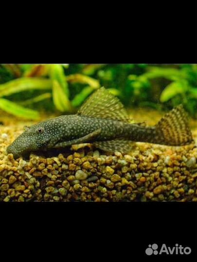 Анциструс сомики