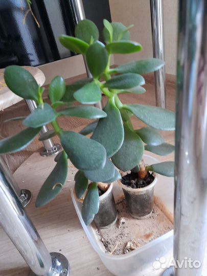 Комнатные растения цветы