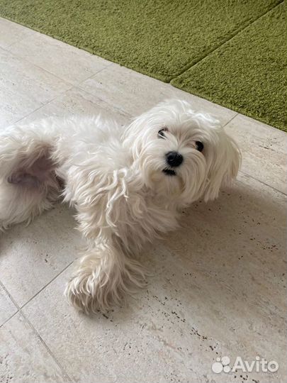 Выгул питомца, зооняня, догситтер