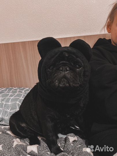 Мопс вязка мальчик