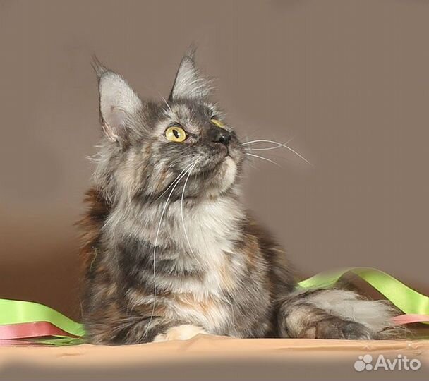 Повязанные кошки мейн-кун