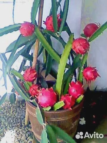 Питахайя / Драгонфрут