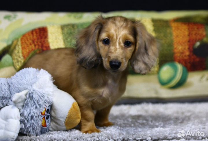 Такса мальчик - кроличья /миниатюрная д/ш