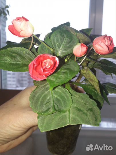 Бальзамины махровые (Ванька мокрый)