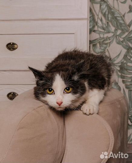 Котенок, мальчик