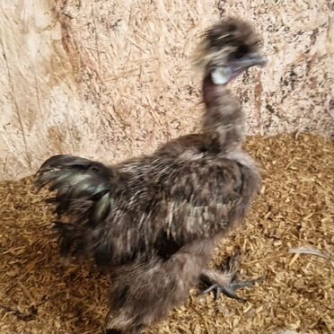 Петух китайский шелковый