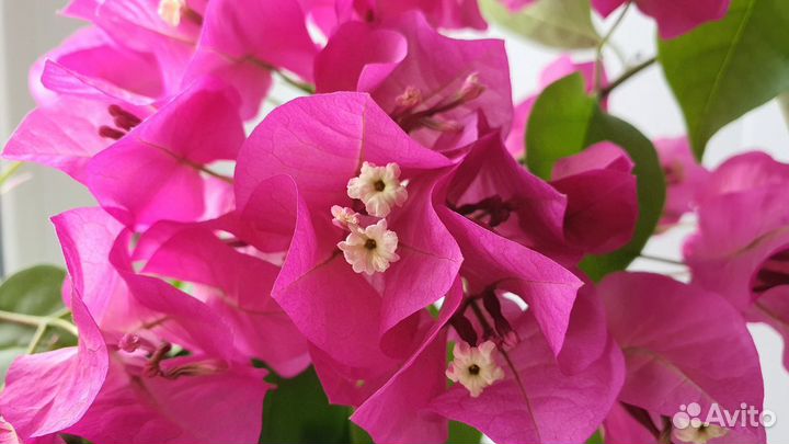 Растение Бугенвиллия