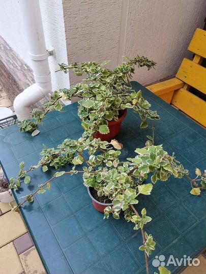 Комнатные цветы