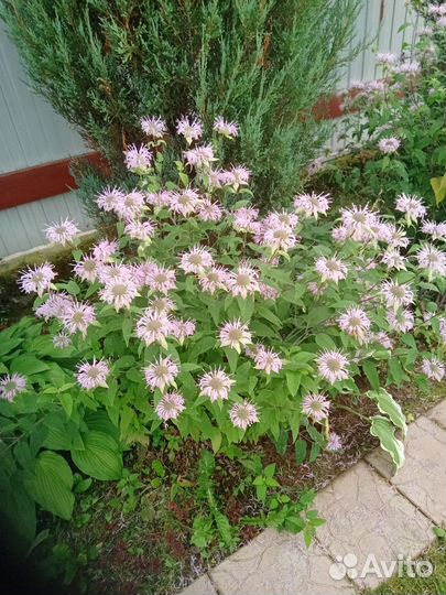 Айва японская+ плоды