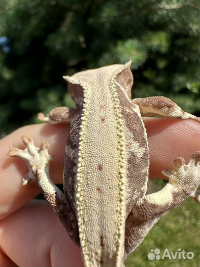 Реснитчатый бананоед Лили вайт фурри блашинг