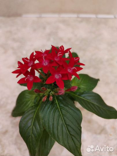 Пентас продолговатый Graffiti OG Red Velvet