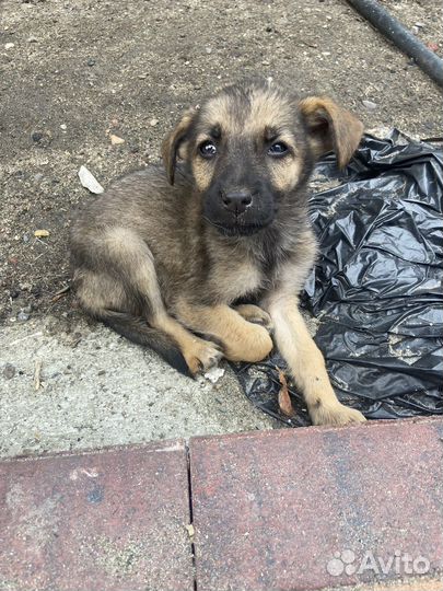 Щенки в добрые руки