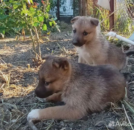 Собака