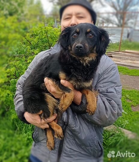 Собака в добрые руки