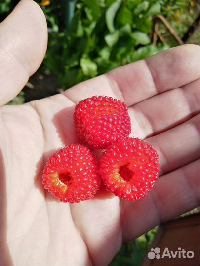 Малина Тибетская