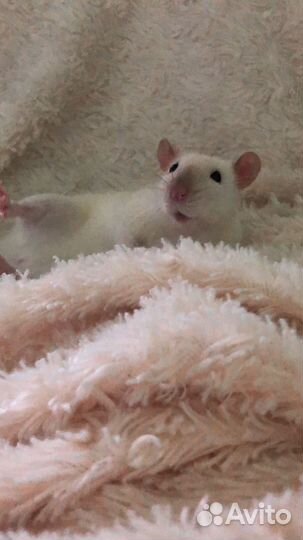 Крысы бесплатно