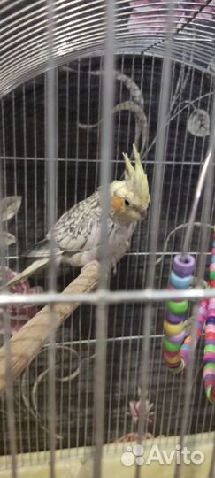 Попугай корелла птенцы