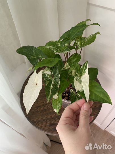 Комнатные растения (разные)