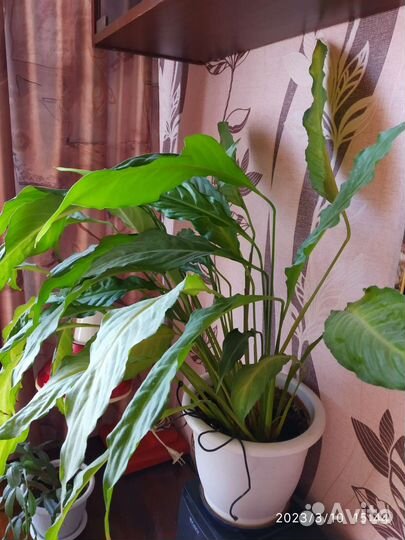 Спатифиллум