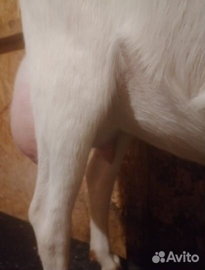 Зааненские козы дойные