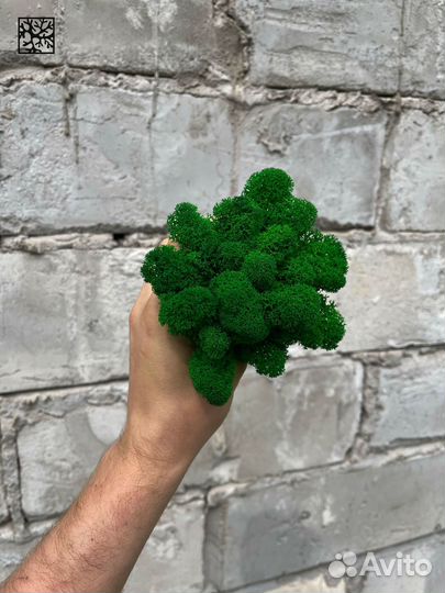 Эко-декор: стабилизированный мох, Белый