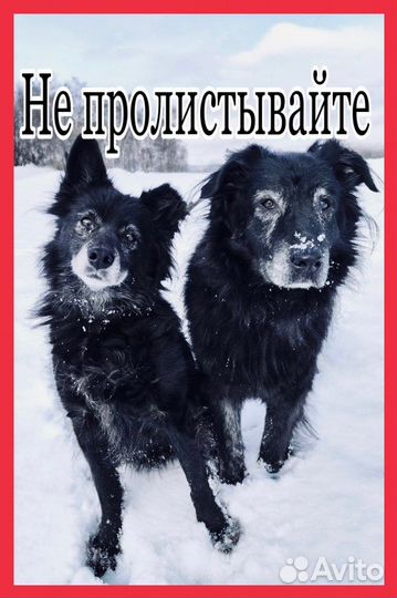 Несчастные собаки из приюта