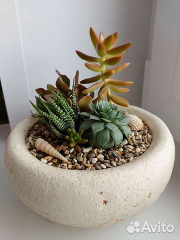 Микросадики и композиции из суккулентов