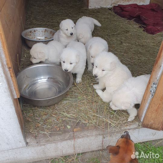 Швейцарская овчарка
