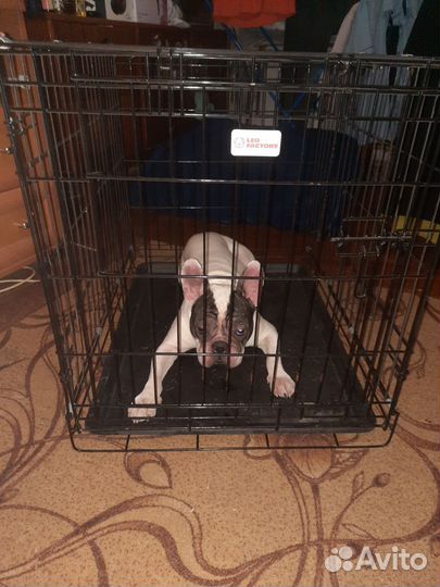Продам клетку без собаки,сумма 2.500 за клетку